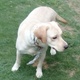 male-labrador-for-sale-urgently-price-very-reasonable-price-labrador-retriever-lahore