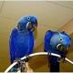 cute-hyacinth-macaw-parrots-for-a-caring-home-macaws-darband