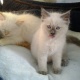 for-sale-ragdoll-kittens-chunky-fluffy-blue-eyed-bundles-of-joy-other-chowk-azam