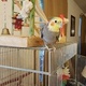 accessories-and-cage-hyacinth-macaw-african-grey-parrot-abbottabad