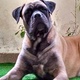 bullmastiff-available-for-mating-other-karachi