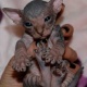 cats-for-sale-the-abyssinian-arif-wala