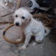 toy-poodle-very-playful-for-sale-poodle-karachi-1