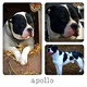 american-bulldog-puppies-for-sale-other-bahawalnagar
