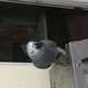 hand-tamed-grey-parrot-african-grey-parrot-islamabad