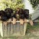 german-shepherd-double-coat-puppies-german-shepherd-lahore-cant-2
