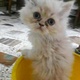 persian-couple-kittens-persian-cats-karachi-6
