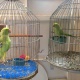 indian-ring-neck-green-parrot-indian-ringneck-karachi-2