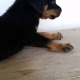 rottweiler-puppies-available-rottweiler-rawalpindi
