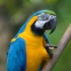 blue-and-yellow-macaw-other-bagan
