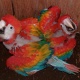 macaw-parrots-and-fertile-parrot-eggs-velmaniro-gmail-com-macaws-lahore-2