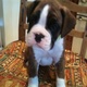 boxer-puppies-from-show-lines-k-c-reg-other-islamabad