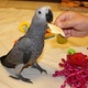 parrots-for-sale-various-species-available-tamed-healthy-hand-raised-african-grey-parrot-islamabad-1