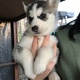 stunning-husky-puppys-other-abdul-hakim