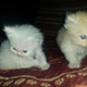 persian-cats-urgent-sale-persian-cats-lahore-3