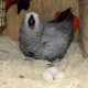 african-grey-congo-parrot-92010-alsatian-d-m-c-south