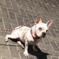 boston-terrier-other-karachi-2