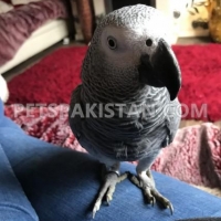 pair-of-african-grey-parrots-african-grey-parrot-alipur-chatta