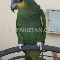 baby-blue-fronted-amazon-parrots-amazon-parrots-abbas-nagar