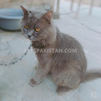 gray-stud-male-persian-cats-lahore-2