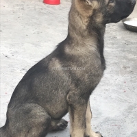 german-shepherd-german-shepherd-lahore-2