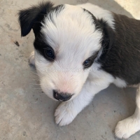 border-collie-is-rare-breed-in-pakistan-collie-islamabad-3