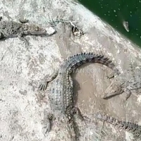 crocodiles-for-sale-crocodile-karachi-5