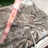 crocodiles-for-sale-crocodile-karachi-4