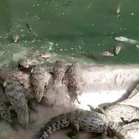 crocodiles-for-sale-crocodile-karachi-3