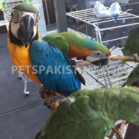 blue-and-gold-macaw-parrots-for-free-adoption-macaws-islamabad