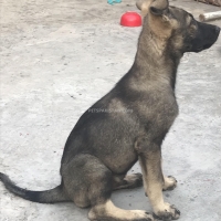 german-shepherd-german-shepherd-lahore-3
