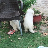 shitzu-pair-healthy-active-65000pair-shih-tzu-lahore-5