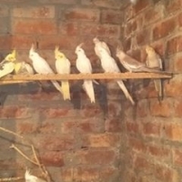 cocktails-cockatiel-parrots-lahore