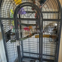 talkative-african-grey-parrots-available-for-rehoming-african-grey-parrot-hyderabad