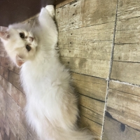 playful-and-active-persian-triple-coat-male-kitten--lahore