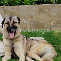 turkish-kangal-breed-other-karachi-3