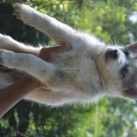 siberian-husky-pedigree-puppies-other-islamabad-3