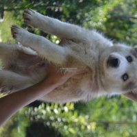 siberian-husky-pedigree-puppies-other-islamabad-4