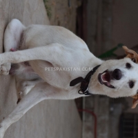 9-month-dog-for-sale-other-karachi
