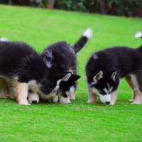 siberian-husky-puppies-other-rawalpindi-2