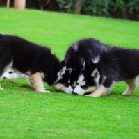 siberian-husky-puppies-other-rawalpindi-3