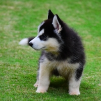 siberian-husky-puppies-other-rawalpindi