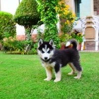 siberian-husky-puppies-other-rawalpindi-4