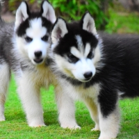 siberian-husky-puppies-other-rawalpindi-6