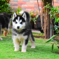 siberian-husky-puppies-other-rawalpindi-5