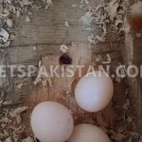 australian-parrots-pigeons-parakeet-australian-budgies-sinjhoro-5