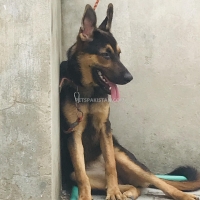 german-shepherd-german-shepherd-lahore-2