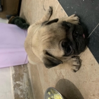 pug-pug-peshawar-2