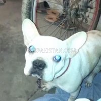 boston-terrier-other-karachi-3