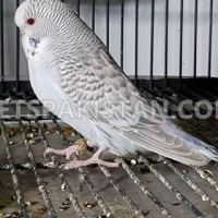 fallow-exhibition-for-sale-eclectus-parrots-lahore